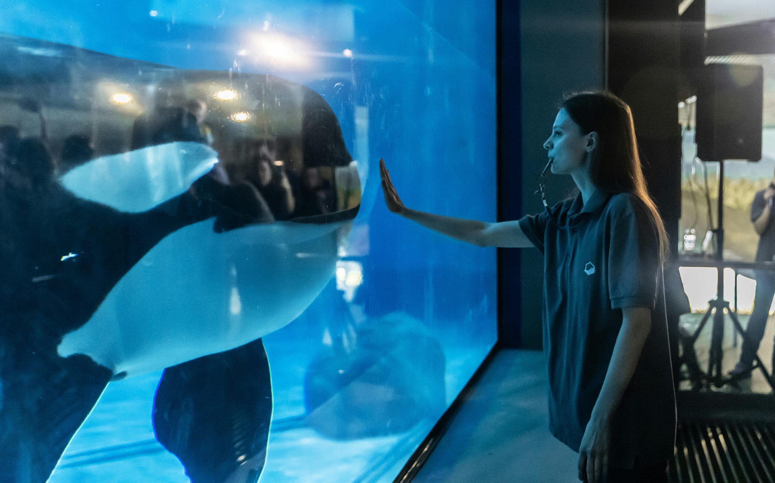 Lire la suite à propos de l’article Marineland, illustration de 100 ans d’utilisation d’animaux comme divertissement